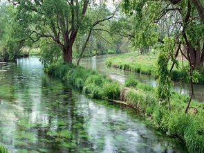 大溪水命八字多木，这属于几等命？