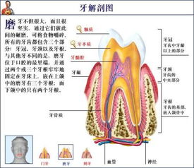 ：相齿之术与人体论的深层关联