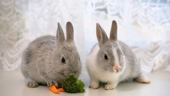 2.4 兔：温和却敏感致使声音微弱