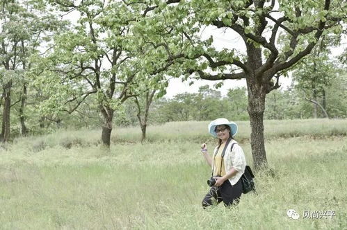 槐树下的秘密与玩泥巴的女孩