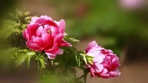 种花梦=桃花运？这也太扯了吧！