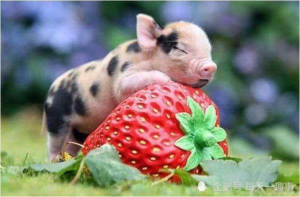 2026年农历九月，生肖猪的结婚吉日和九月份运气如何？