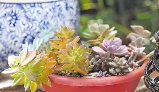1. 植物选择原则