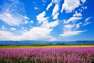 游客的失落与应对