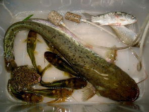 ：田鸡浮塘风水格局的理论溯源与核心意涵