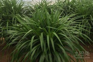 龙须铁的风水作用和寓意具体有哪些？