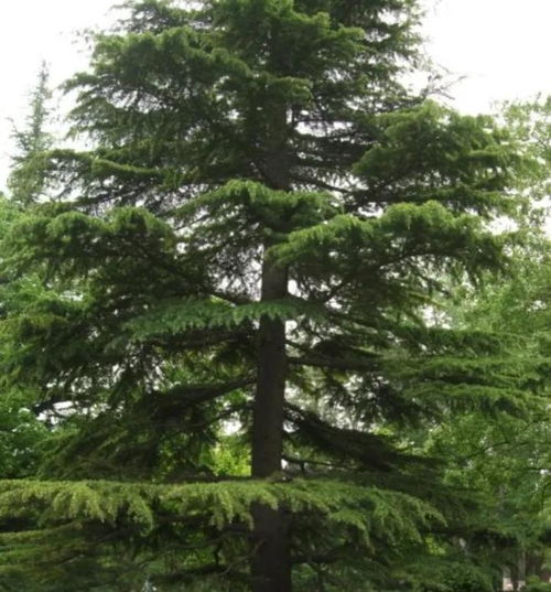 客厅摆放：提升整体气场