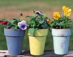 墙上养花对家居风水有怎样的影响呢？