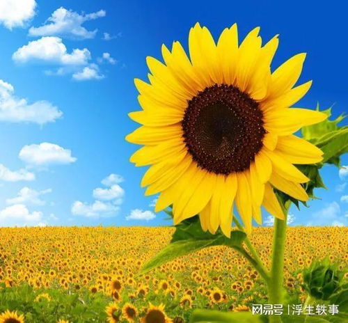 三、 人生哲理与情感叙事在网名语境中的融合