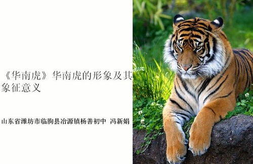 动物及其象征意义