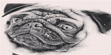 2026年属狗女性在6月份的事业运势具体是怎样的？