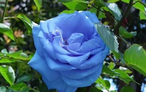 2026年属龙的人桃花最旺的方位是哪里？那一年有没有桃花运？