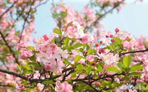 海棠树风水禁忌有哪些？最佳位置应该放在哪里？