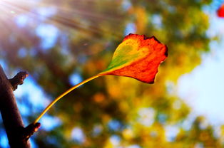 秋代表哪个生肖？一叶知秋的生肖是什么意思？