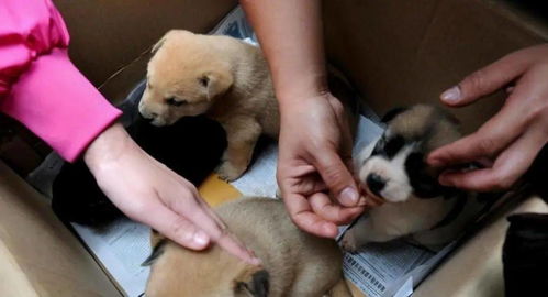 买狗选吉日，有没有什么特别的日子是买犬的吉日呢？