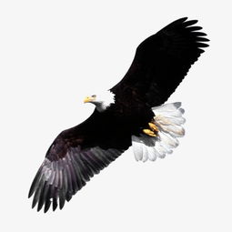 梦见老鹰在天空中翱翔，这究竟预示着什么含义呢？