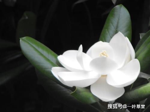 二、  制约机制下的嫩量动态衰减规律