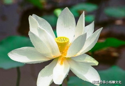 1）音韵美感——音节轻巧迅速如歌
