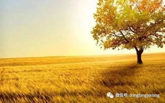 二、 生肖运势：金秋序幕下的吉凶预兆