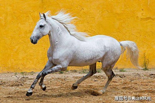 86年属虎女与78年属马男婚姻财运合不合？