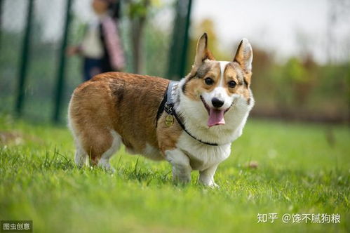 狗（酉月辰时诞生）