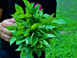 ：时令更迭与植物生长的宏观背景