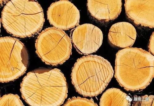 木头能治病？医院都不敢收的病人