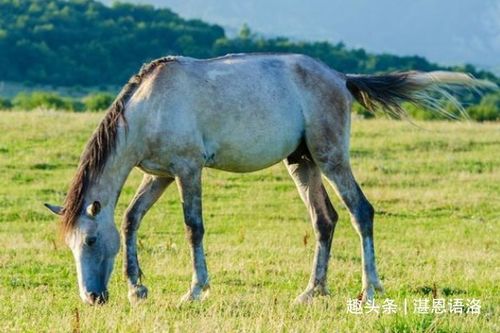 属马人虎年婚姻运势如何，与虎年相遇的感情命运会有哪些变化？