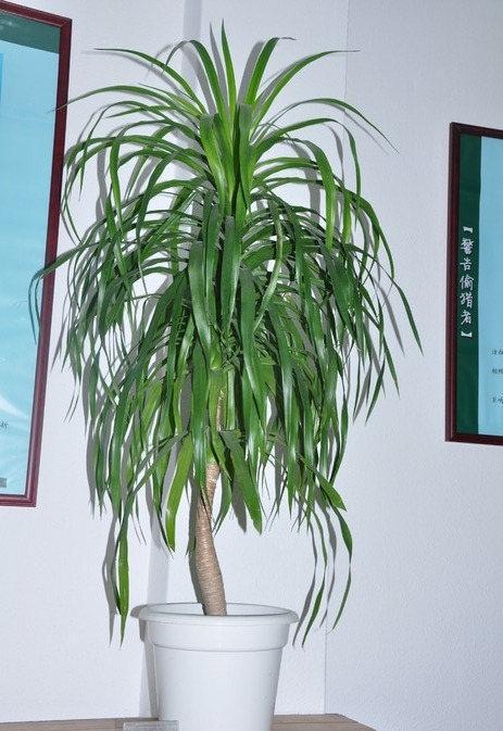 二、 龙血树（Dracaena cinnabari）的风水属性与养护要点