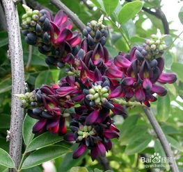 鸡血藤作为风水配饰，其作用和意义究竟如何？