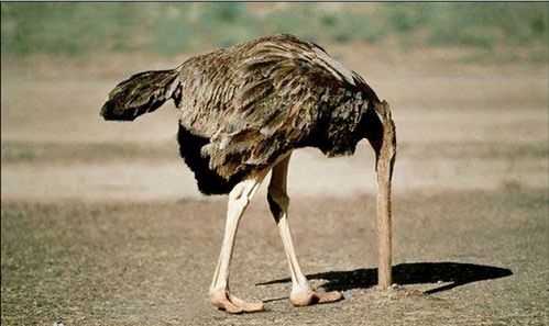 女人说男人是鸵鸟，这句话究竟暗示了什么鸵鸟在这里又代表了什么含义？