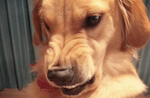恶犬般的预兆