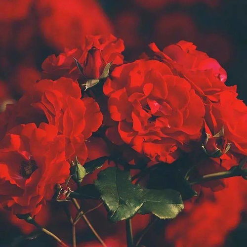 哪个星座嫩在绝境逢生，内心强大，拥有大智慧，拿得起放得下豁达通透？