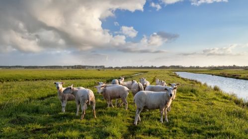 五、2025年羊羊的幸运符大杂烩