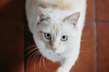 有没有什么洋气的猫名字，可以让人眼前一亮呢？