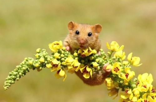 1972年属鼠的人五行属什么命，1972属鼠五行是什么含义？