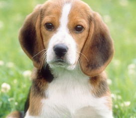 梦见狗咬自己身边的人，这是不是预示着身边的人会对我造成伤害呢？