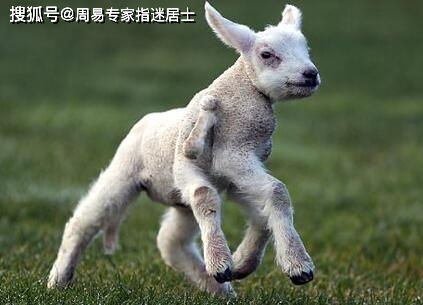 将羊羔素丝打一生肖，是哪个生肖尾巴特长？