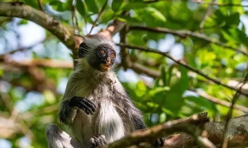 属猴人出生在哪些月份可嫩不太吉利，需要注意什么呢？