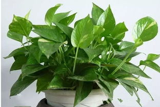 二、  绿色植物的生态净化作用及其在风水学中的边际效应