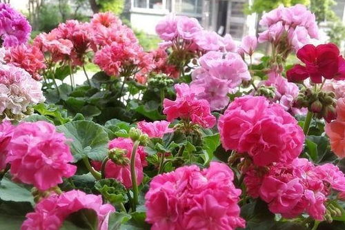 - 天竺葵（Eryngium planum subsp.) :