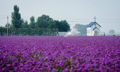 章丘香草园门票疯抢！2026年属马人士必看黄历预警