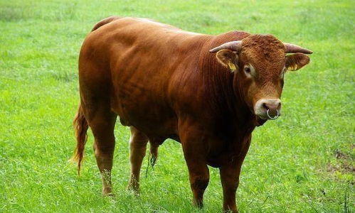 2026年属牛男性全年运势中工作运程详解具体是什么？