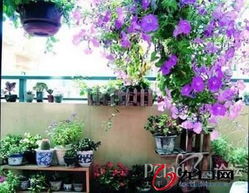 2. 常绿与攀缘植物的运用及禁忌规避