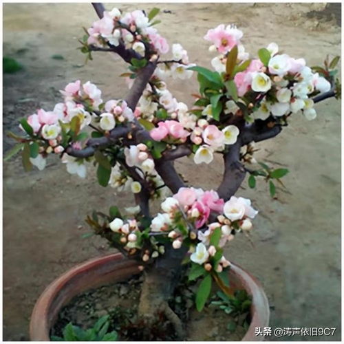 家里适合养玫瑰海棠吗？从风水角度来说有哪些讲究？