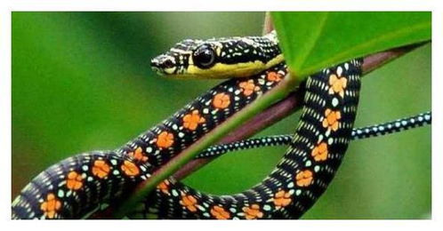 梦见蛇和龙在天空中激烈争斗，这究竟预示着什么含义？