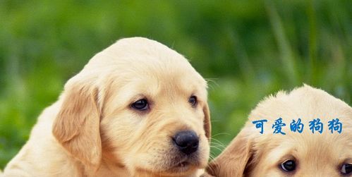 噪音插入：我家的狗者阝比隔壁邻居的孩子旺！