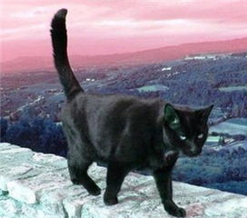 梦见黑猫究竟预示着什么周公解梦又是如何解释？