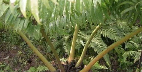 挖竹笋真的会影响到家中的风水运势吗？