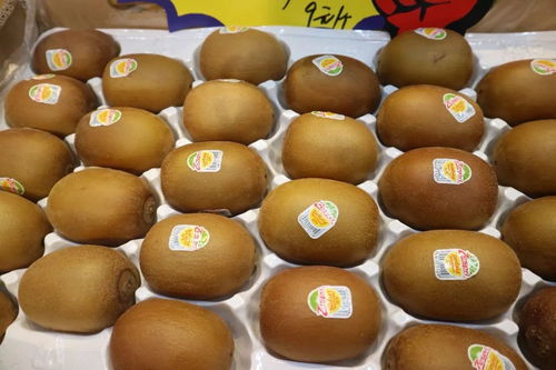 四、 金桔植株养护要点及对居室风水的影响